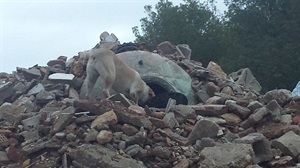 Un perro realizando un ejercicio de búsqueda