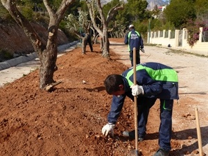 En total se plantarán 21 olivos en esta zona verde del carrer Barbados