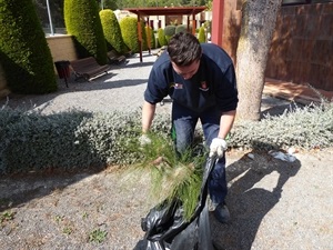 Después se recoge para eliminar la procesionaria y que no se extienda