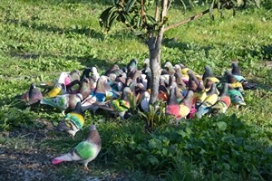 Este Campeonato Intercomarcal de Colombicultura se ha desarrollado en La Nucía durante el mes de febrero