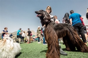 Perros de todas las razas compitieron en este certamen nacional canino