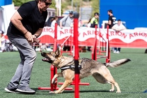 Exhibición de agility