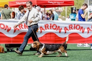 Uno de los participantes en el certamen canino