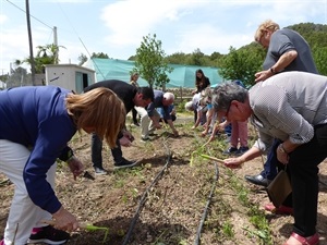 Los mayores de La Nucía plantando en el huerto ecológico junto a Bernabé Cano