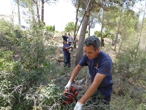 Se trata de una acción global de limpieza, clareo, desbroce y poda