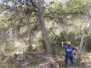 Esta acción también previen el riesgo de riadas en otoño