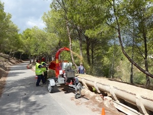 Ahora se están realizando labores de poda, desbroce y clareo en la zona de la senda