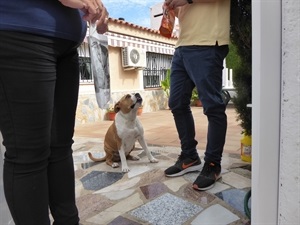 Los propietarios deben inscribir los animales en el Censo Municipal, a partir de los 3 meses