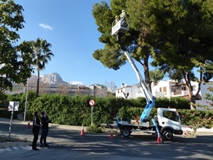 Esta actuación se enmarca dentro de la Campaña Municipal Anual contra la Procesionaria del Pino