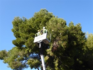 Los servicios técnicos de jardinería han eliminado unas 300 bolsas de procesionaria