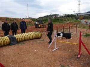 El entrenamiento consiste en guiar al perro a través de diferentes obstáculos en el menor tiempo posible