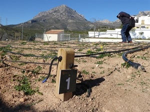 El vallado y el goteo lo han instalado los alumnos del Taller de Empleo PInar de Garaita IX