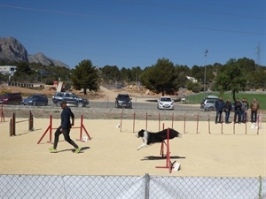 El Agility guía al perro a través de diferentes obstáculos