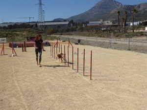 La compenetración entre el entrenador y su perro es básica para esta disciplina