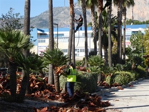 Esta semana se están podando las palmeras de acceso al cementerio