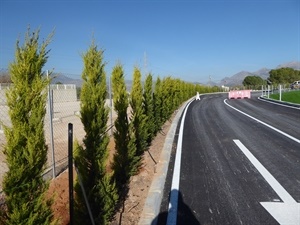 Cipreses plantados por el Taller de Empleo junto al Parking del Segundo Pabellón