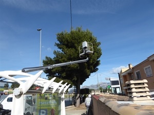 Actuación en los pinos colindantes con la carretera Benidorm y las paradas de autobuses