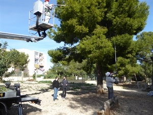 Eliminación de procesionaria en los parques can