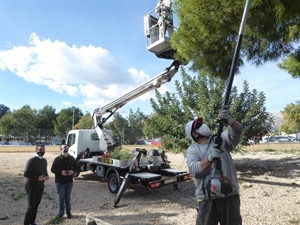 Los servicios técnicos están utilizando un camión con cesta para llegar a todas las ramas infectadas por procesionaria