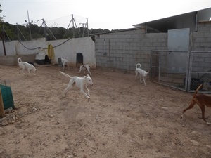 Estos espacios amplios y vallados permiten jugar y correr a los perros sin ningún peligro