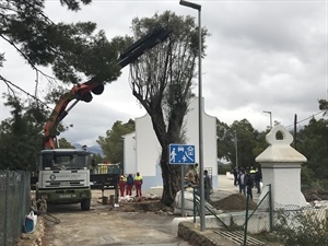 El nuevo árbol de la ermita tiene 8 metros de altura